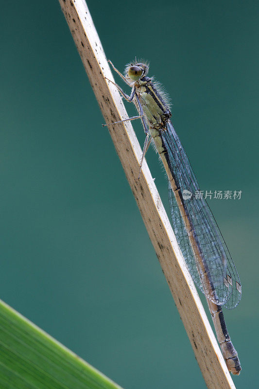 普通蓝豆娘(Enallagma cyathigerum)的雌性